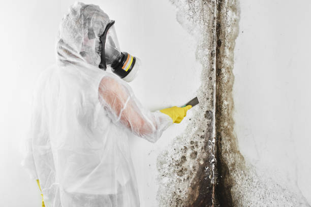 Best Commercial Mold Removal  in Herculaneum, MO