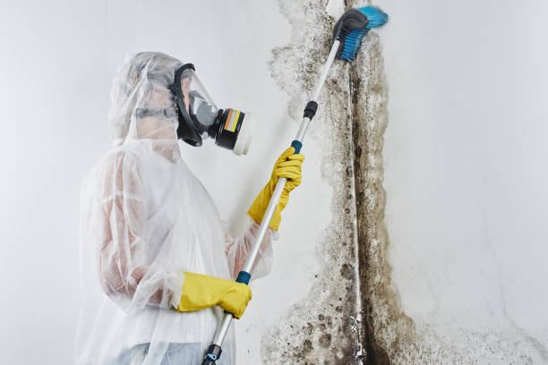 Best Crawl Space Mold Removal  in Herculaneum, MO