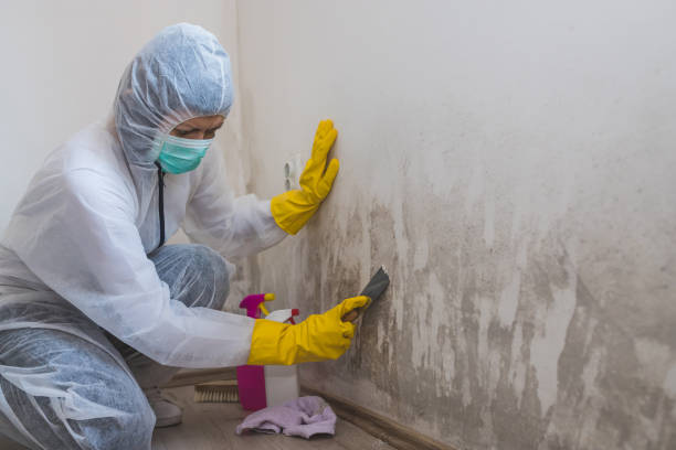 Best Fast Mold Removal  in Herculaneum, MO