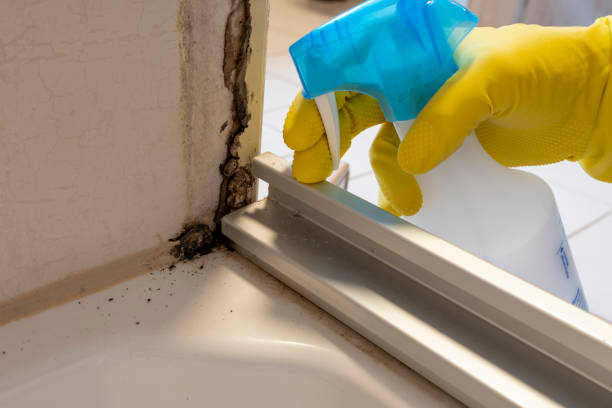 Best Affordable Mold Removal  in Herculaneum, MO