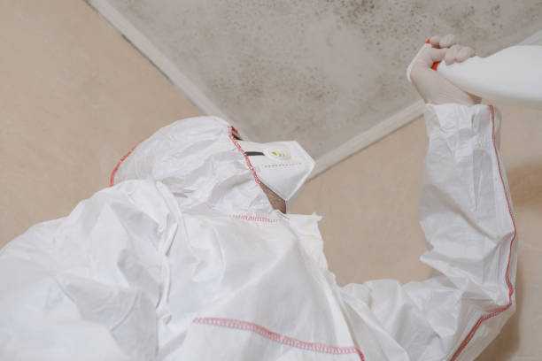 Best Same-Day Mold Removal  in Herculaneum, MO