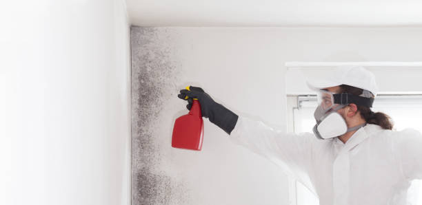 Best Mold Remediation Services  in Herculaneum, MO