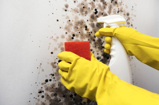 Best Toxic Mold Removal  in Herculaneum, MO