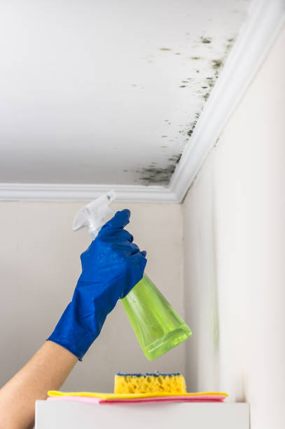 Best Local Mold Removal Service  in Herculaneum, MO